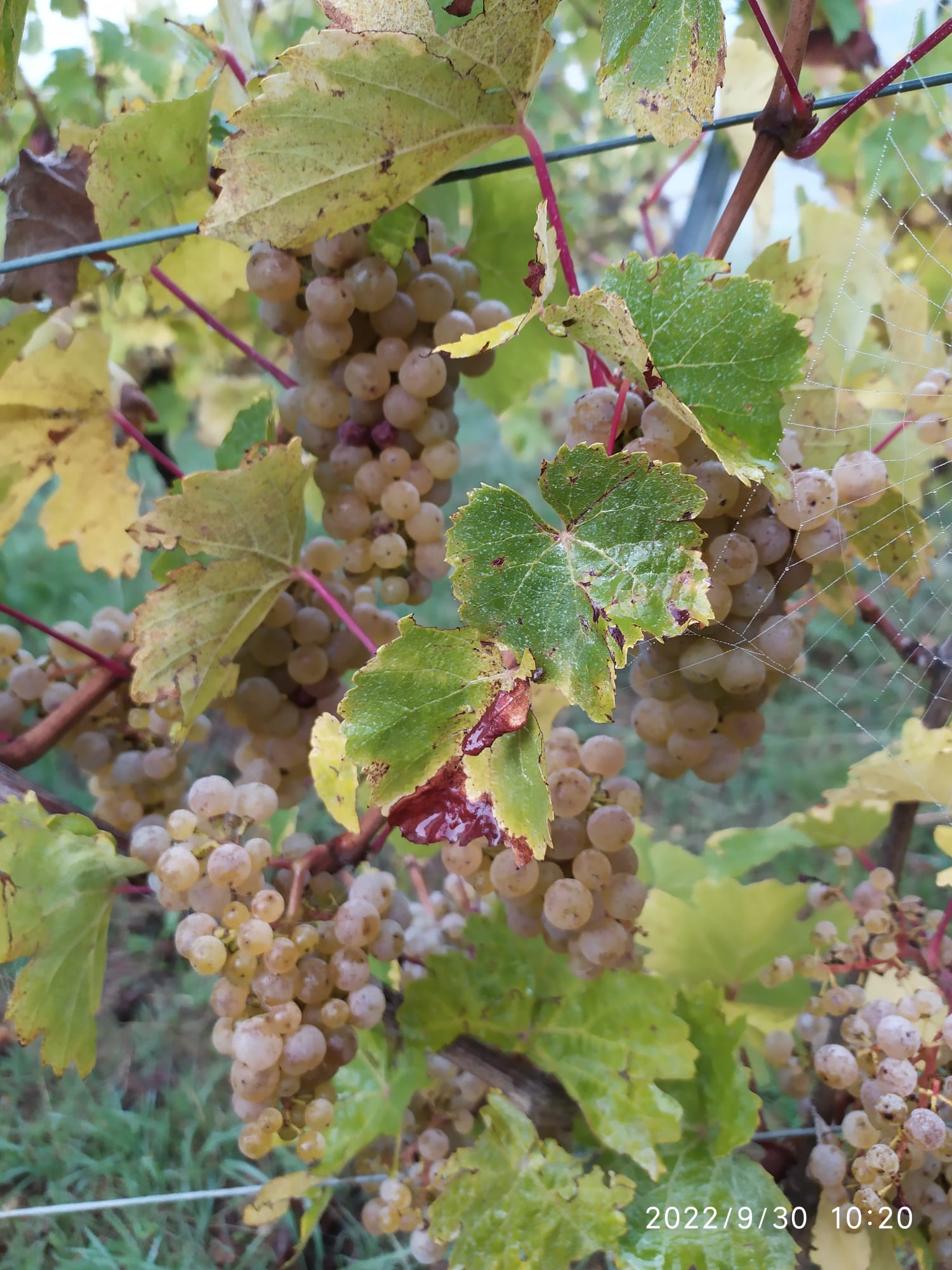 Domaine de la vieille côte Vin Regnier à Pagny sur Moselle